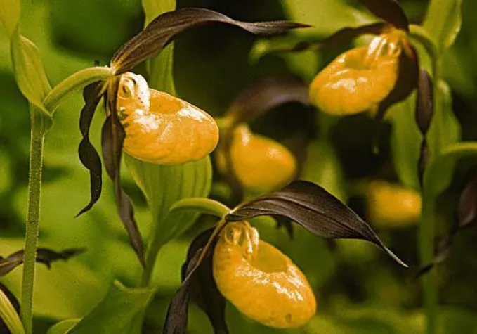 Bild: Frühlingswandern im Amberg-Sulzbacher Land