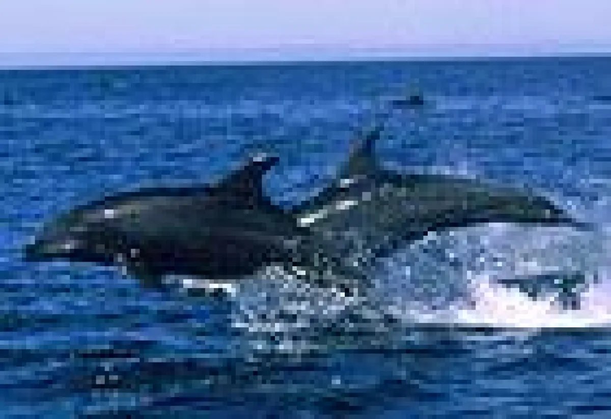 Delfine in freier Wildbahn