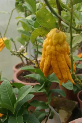 Bild: Kärnten, das Land wo die Zitronen blühen - Im Zitrusgarten in Faak am See sind mehr als 200 Sorten zu Hause