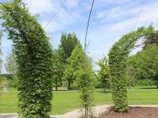 Besinnung.Kneipp.Ordnung – Ein Ort zur Entspannung: Neu in Bad Wörishofen: Hainbuchen Pavillon Bild: Besinnung.Kneipp.Ordnung – Ein Ort zur Entspannung: Neu in Bad Wörishofen: Hainbuchen Pavillon