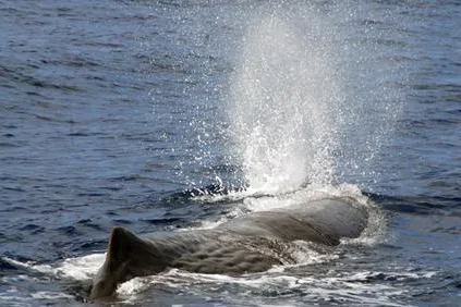Mein Freund der Wal - Wie Delfin- und Walfreunde bedrohte Mittelmeerwale schützen können Bild: Mein Freund der Wal - Wie Delfin- und Walfreunde bedrohte Mittelmeerwale schützen können
