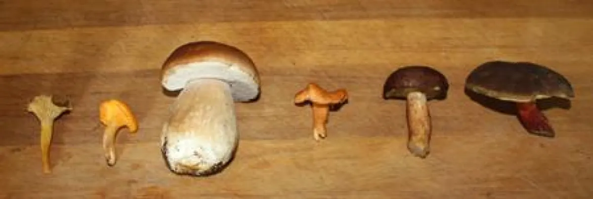 Die Pilzsaison hat begonnen