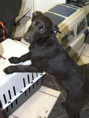 Bild: Schreckliches Jahresende im Tierheim Verlorenwasser