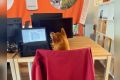 Auch im Weenect Office sind Hunde beliebte Mitarbeiter