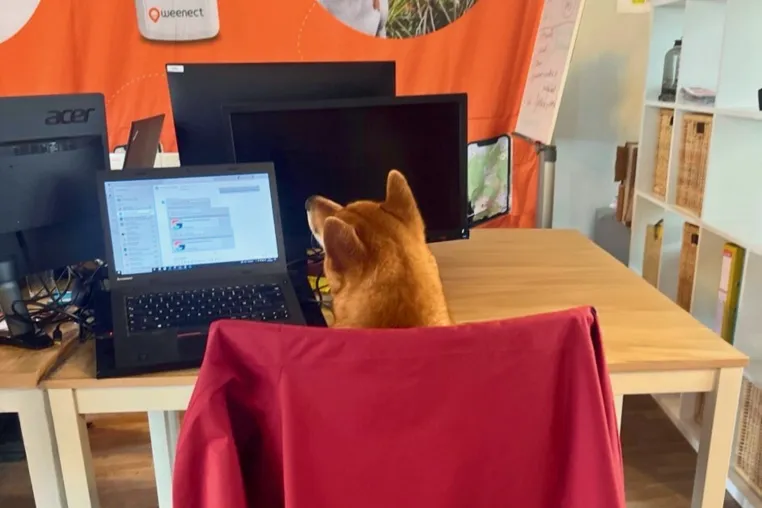 Bild: Weenect Umfrage: Mindestens jede:r zweite Hundebesitzer:in nimmt den Hund mit ins Büro