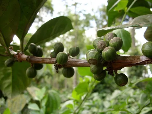 Bild: 100 % Arabica? Was die Art der Pflanze wirklich über den Kaffee-Geschmack aussagt