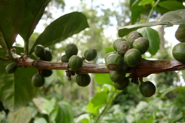 100 % Arabica? Was die Art der Pflanze wirklich über den Kaffee-Geschmack aussagt Bild: 100 % Arabica? Was die Art der Pflanze wirklich über den Kaffee-Geschmack aussagt