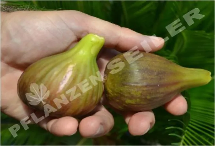 Bild: Pfälzer Fruchtfeigen auf 20. Bauernmarkt