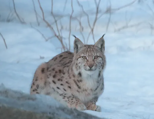 Bild: Luchsmonitoring in Bayern: Populationen in Nordbayern festigen sich