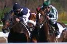 Galopp-News - $ 500.000 Queen Elisabeth Cup auf Keeneland Bild: Galopp-News - $ 500.000 Queen Elisabeth Cup auf Keeneland