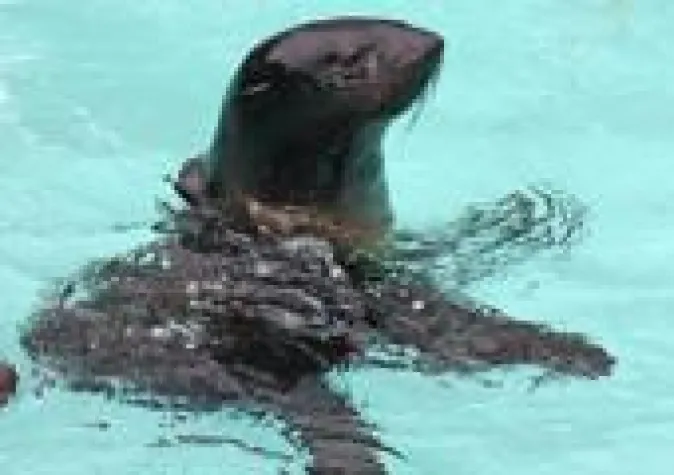 Bild: Nördliche Seebären für Yukon Bay im Erlebnis-Zoo Hannover