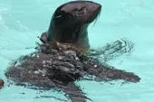 Bild: Nördliche Seebären für Yukon Bay im Erlebnis-Zoo Hannover