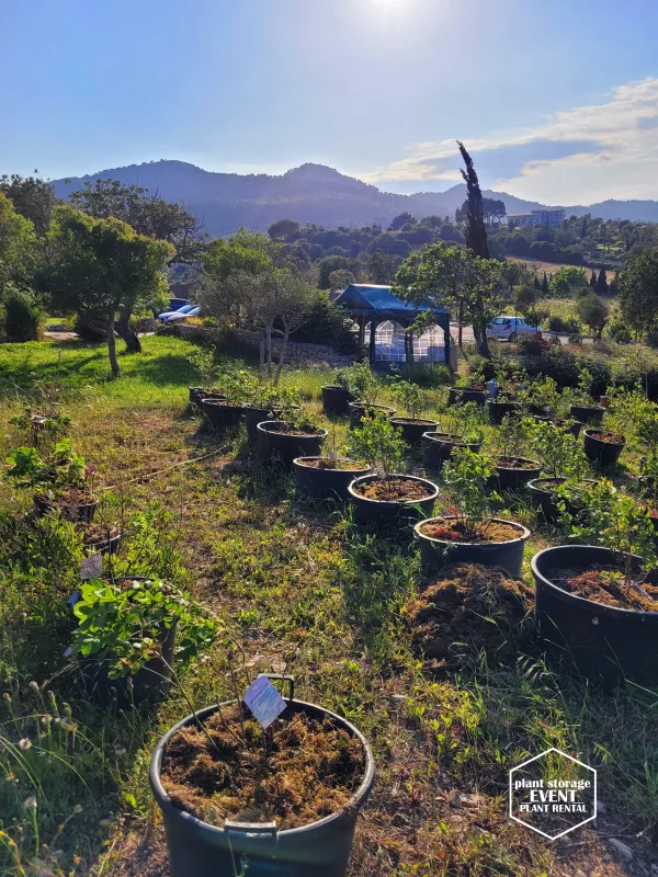 Vermietung einer Heidelbeer-Plantage auf Mallorca durch Plant Storage (© Plant Storage)