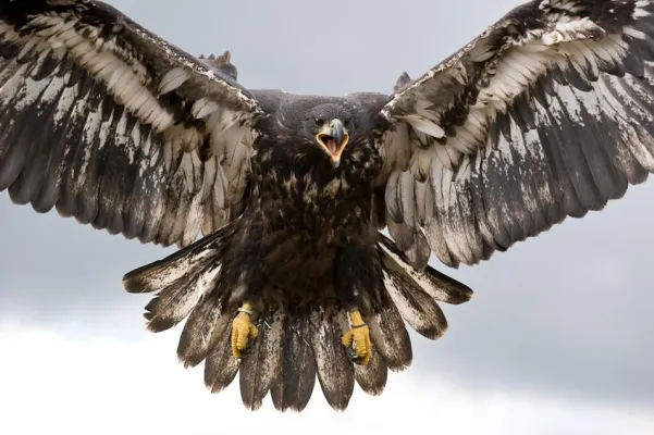 Bild: Fotoshooting Greifvögel im April 2012