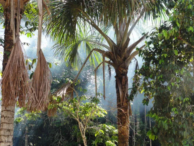 Bild: SpiMotion - Schamanische Heilzeremonie und Visionssuche in Bayern