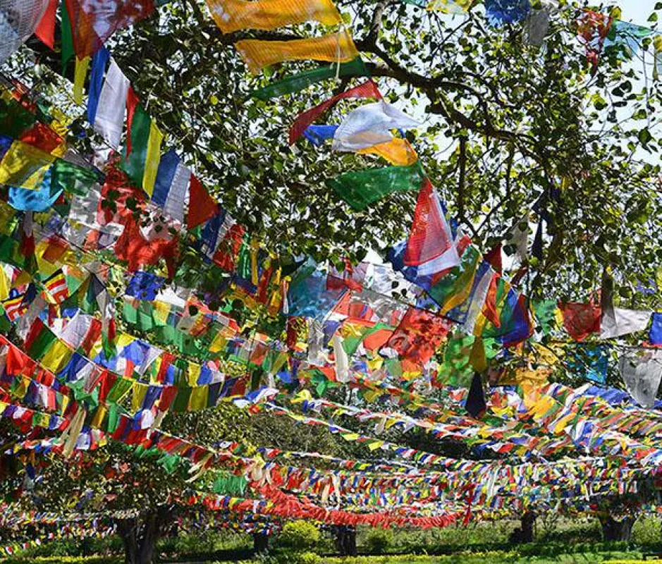 Beim Lungta Ritual werden hunderte Windpferd-Fahnen in Bäumen aufgehängt