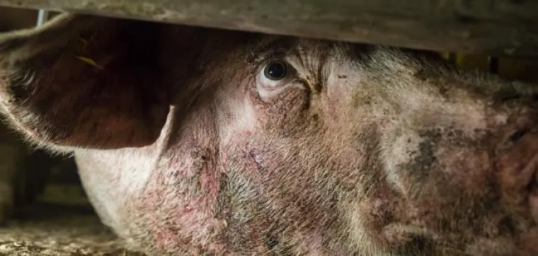 Bild: Tierschutzverstöße werden systematisch nicht verfolgt