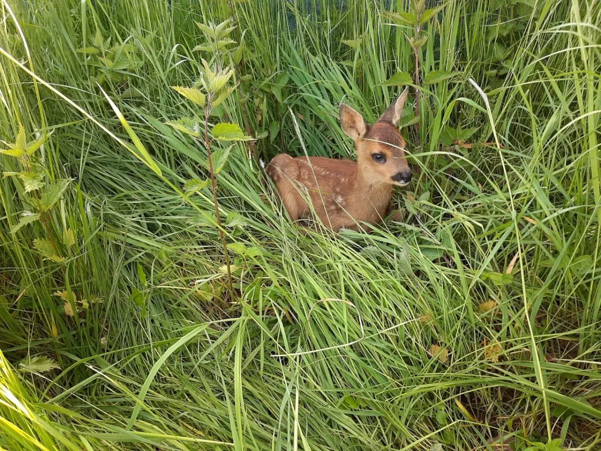 Rehkitz versteckt im hohen Gras (© Förderverein Wildtierrettung Pinneberg-Nord e.V.)