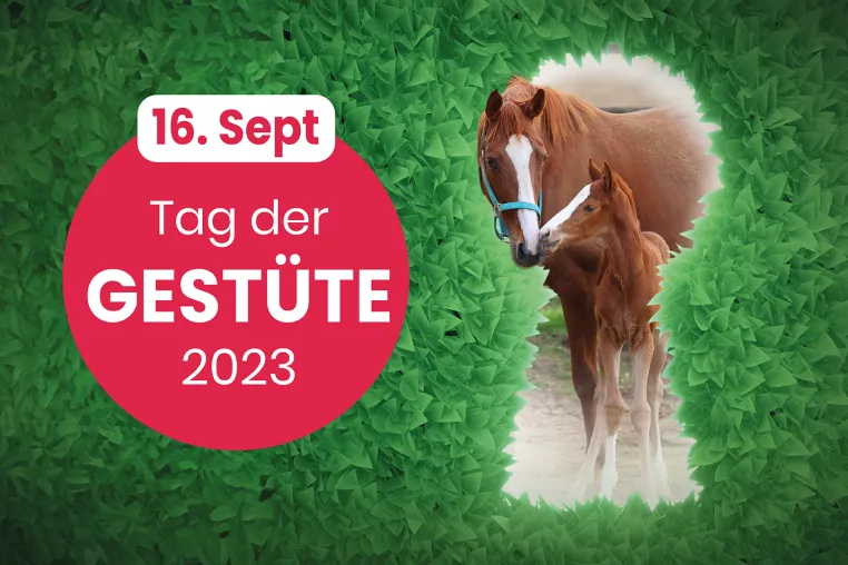 Der deutsche Galopp und die Vollblutgestüte laden zum Tag der Gestüte ein. Bild: Der deutsche Galopp und die Vollblutgestüte laden zum Tag der Gestüte ein.