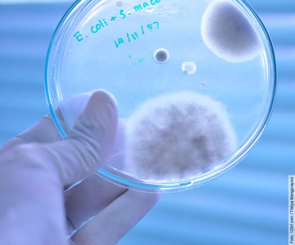 Penicillin und Insulin wurden ohne Tierversuche entdeckt