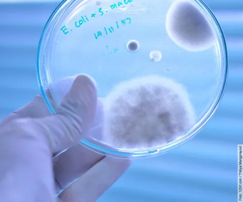 Bild: Penicillin und Insulin wurden ohne Tierversuche entdeckt