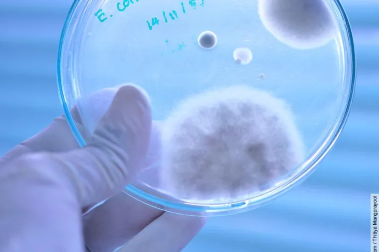 Bild: Penicillin und Insulin wurden ohne Tierversuche entdeckt