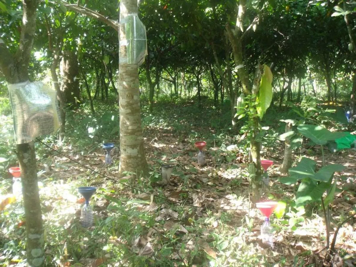 Measurements at the cocoa farm (Göttingen University)