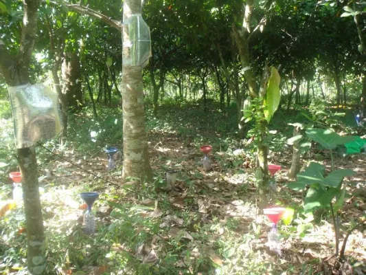 Cocoa agroforestry is less resilient to extreme drought than cocoa in full sun Bild: Cocoa agroforestry is less resilient to extreme drought than cocoa in full sun