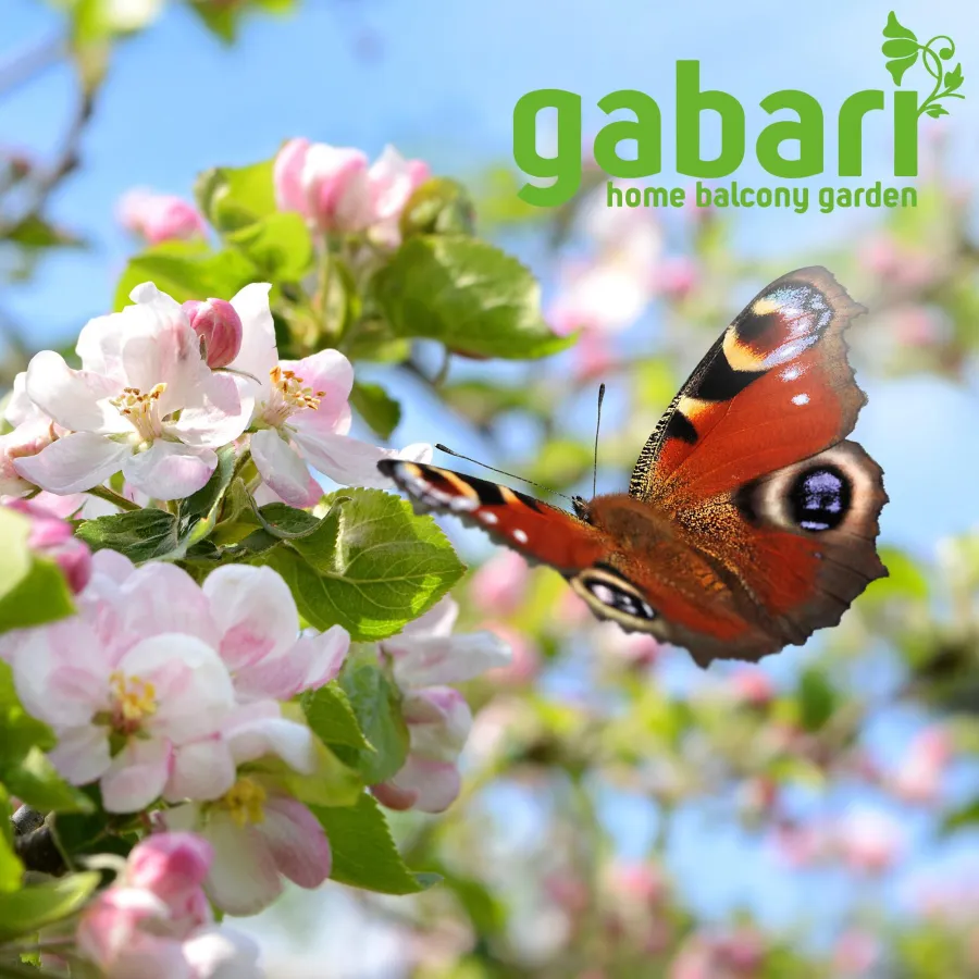 Insekten- und Vogelsträucher von gabari in Bio-Qualität