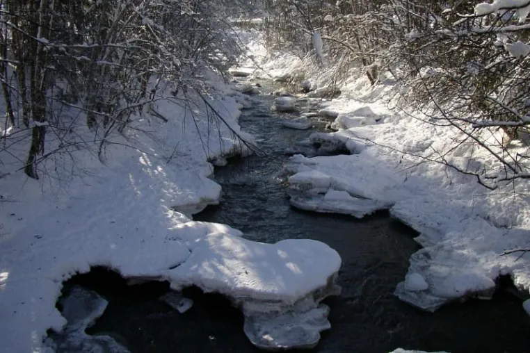 Wildtiere im „Wintermodus“: BJV appelliert an Verantwortungsbewusstsein von Wintersportler und Hundehalter Bild: Wildtiere im „Wintermodus“: BJV appelliert an Verantwortungsbewusstsein von Wintersportler und Hundehalter