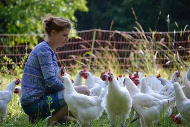 Bild: 1 Cent pro Ei für das Öko-Huhn von morgen