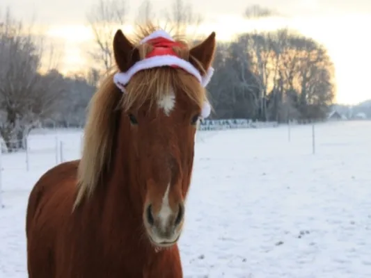 Bild: Für Familien: Adventswanderung mit Islandponys