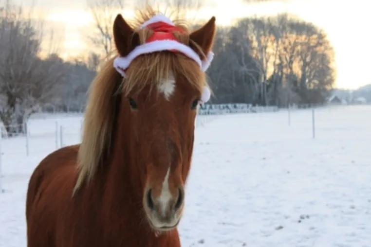 Bild: Für Familien: Adventswanderung mit Islandponys