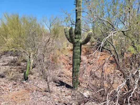 Gold und Silber: Tocvan Ventures vor potenziell transformativem Jahr in Mexiko! Bild: Gold und Silber: Tocvan Ventures vor potenziell transformativem Jahr in Mexiko!