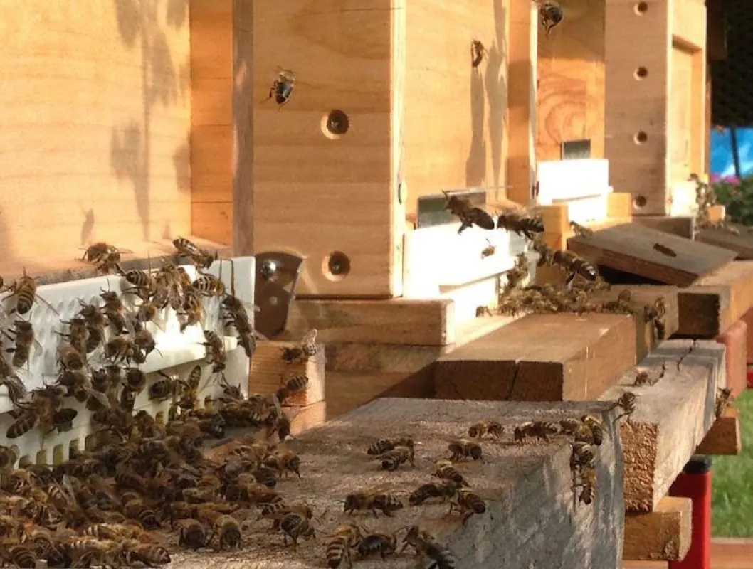 Bienen im Erlanger Hotelgarten