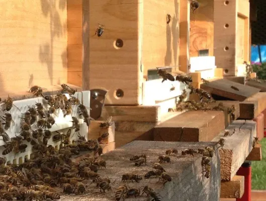 Bild: Bienen in der Stadt – Imkern im Hotelgarten