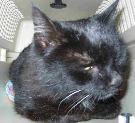 Bild: Demografischer Wandel auch bei der Katzenvermittlung