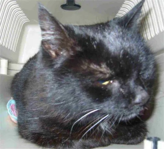 Bild: Demografischer Wandel auch bei der Katzenvermittlung