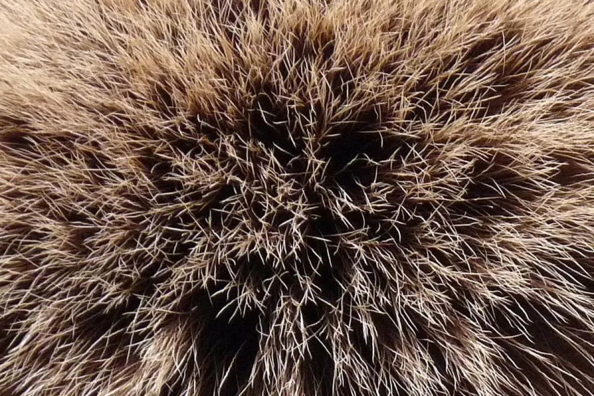 Was ist das - ein Igel, Wildschweinborsten oder etwas ganz anderes? Auf jeden Fall ein Hingucker...