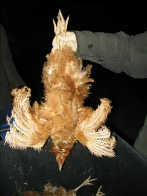 Bild: Eier bringt nicht der Osterhase - Informationen über die Realität der Eierproduktion