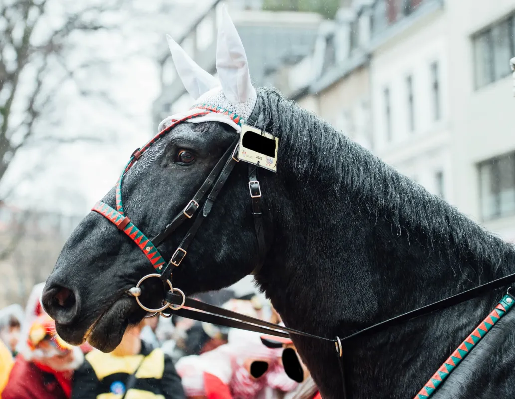 Pferd mit gehetztem Blick im Rosenmontagszug 2020 (© NTK - Netzwerk für Tiere Köln)