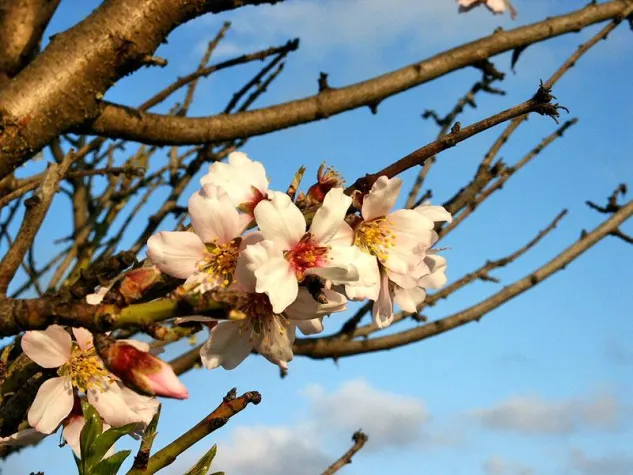 Bild: Mallorca mal 365 - Online-Kalender mit Geschichten und Anekdoten rund um die Sonneninsel