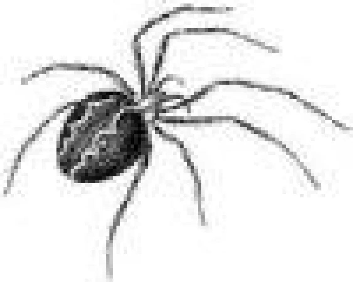 Vorsicht! Schwarze Wiki