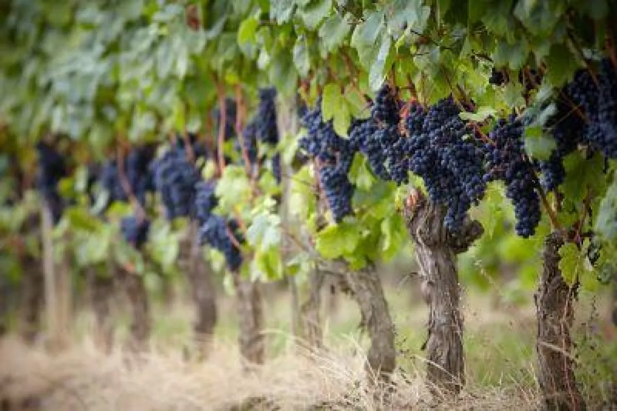 Tannat Weinrebe