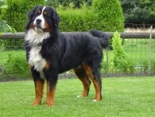 Schlecht behandelte Hunde wieder in guten Händen Bild: Schlecht behandelte Hunde wieder in guten Händen