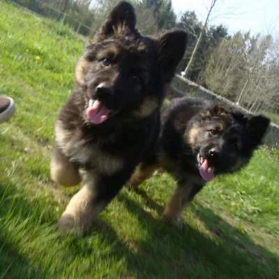 Bild: Der richtige Zeitpunkt für den Beginn der Hundeausbildung