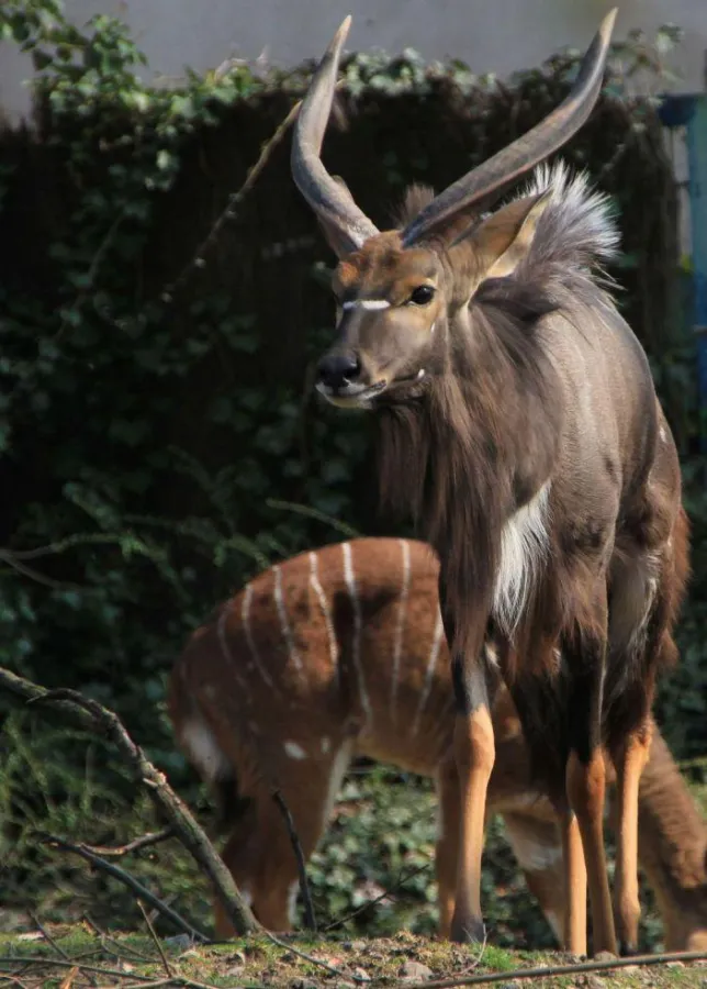 Der Tiefland Nyala-Bock Sheldon erkundet sein neues Zuhause