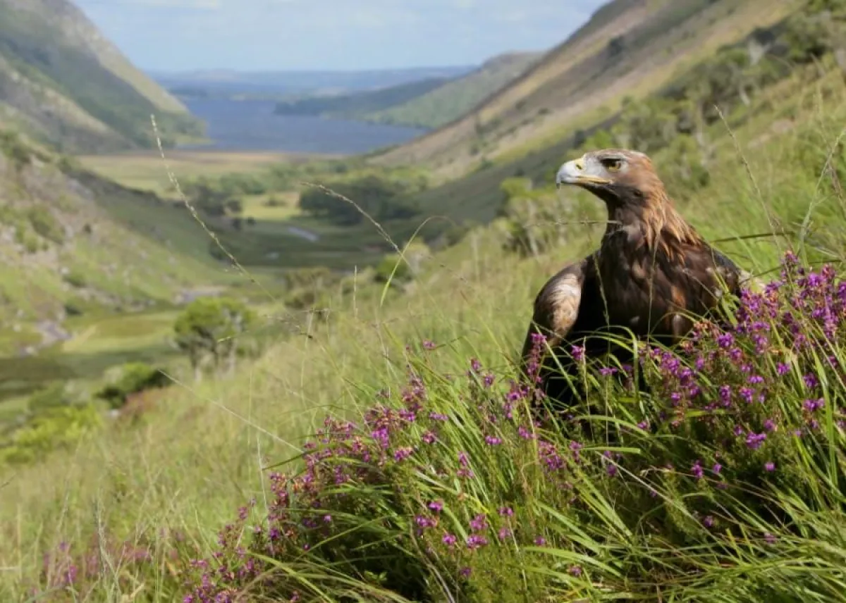 The Eagles Return - Copyright by NaturVision