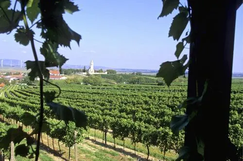 WEINREISEN VOR DEN TOREN WIENS:Genuss auf historischem Boden Bild: WEINREISEN VOR DEN TOREN WIENS:Genuss auf historischem Boden