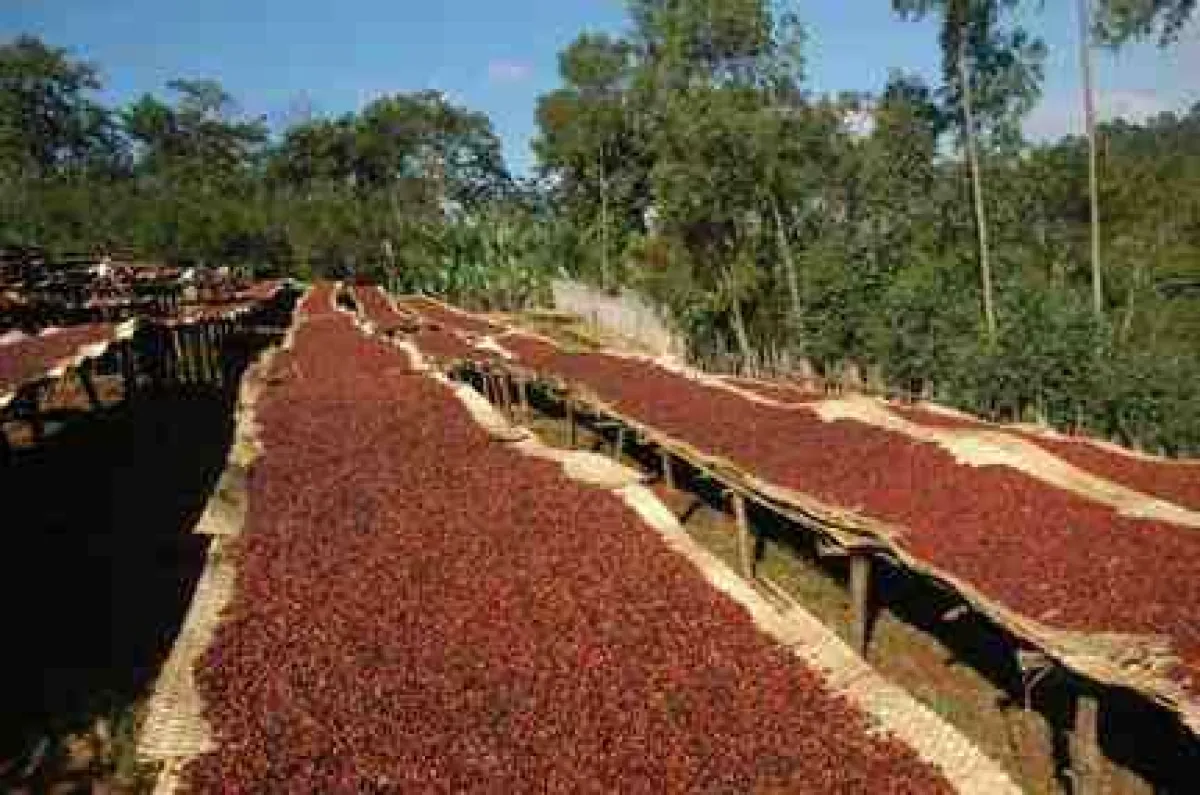 Für hohe Qualität notwendig: reife Kaffeekirschen. Foto: Menno Simons